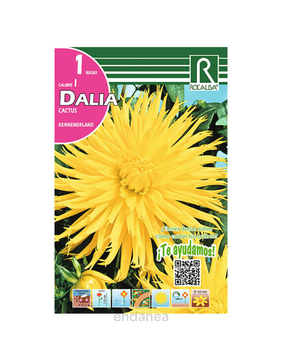 Bulbo Dalia Cactus Kennemerland de Rocalba