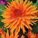Bulbo Dalia Cactus Ludwing Helfert de Rocalba