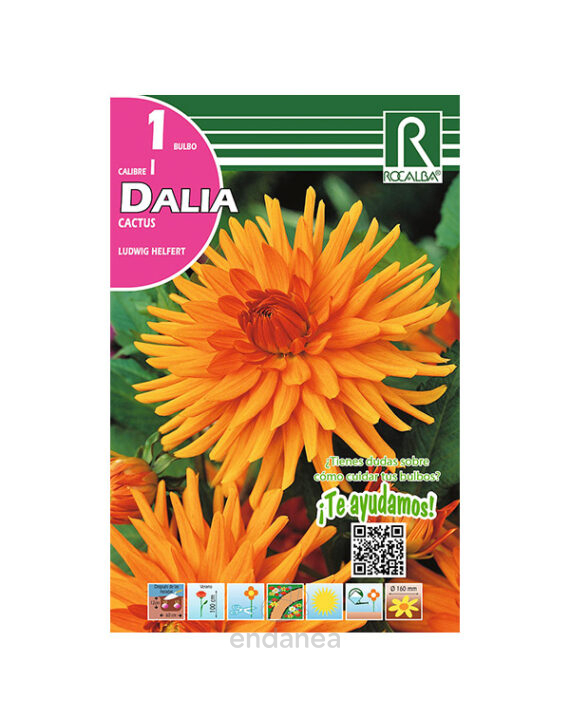 Bulbo Dalia Cactus Ludwing Helfert de Rocalba