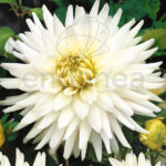 Bulbo Dalia Cactus My Love de Rocalba