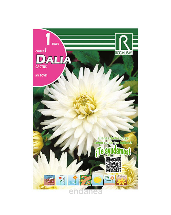 Bulbo Dalia Cactus My Love de Rocalba