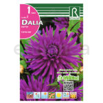 Bulbo Dalia Cactus Purple Gem de Rocalba