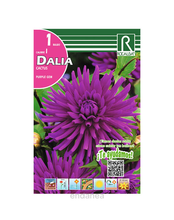 Bulbo Dalia Cactus Purple Gem de Rocalba