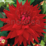 Bulbo Dalia Cactus Wittermans Best de Rocalba