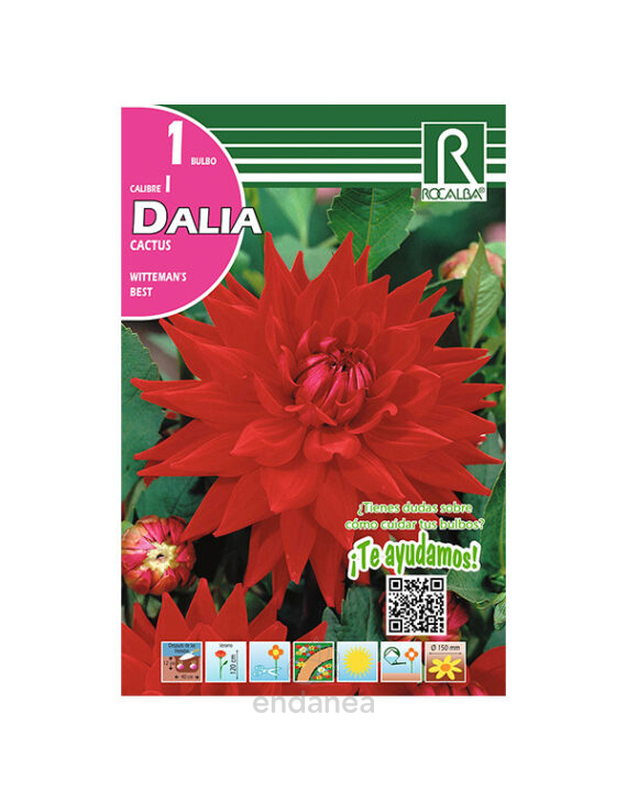 Bulbo Dalia Cactus Wittermans Best de Rocalba