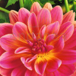 Bulbo Dalia Decorativa Gerrie Hoek de Rocalba