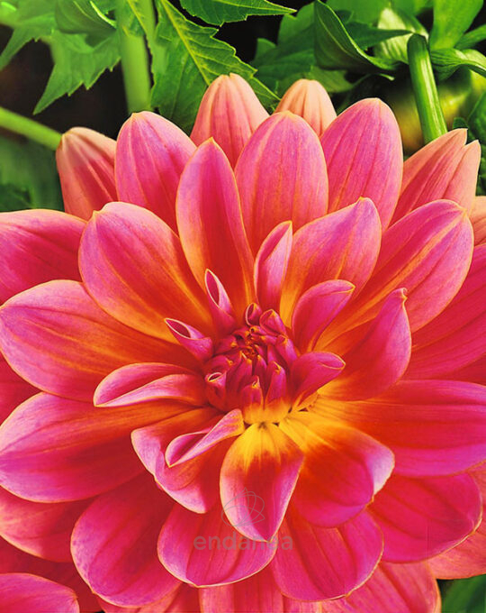 bulbo-dalia-decorativa-gerrie-hoek-flor