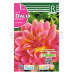 Bulbo Dalia Decorativa Gerrie Hoek de Rocalba