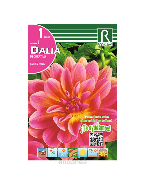 Bulbo Dalia Decorativa Gerrie Hoek de Rocalba