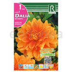 Bulbo Dalia Decorativa Glorie Van Noordwijk de Rocalba
