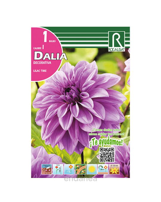 bulbo-dalia-decorativa-lilac-time-rocalba