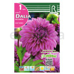 Bulbo Dalia Decorativa Lucky Number Rocalba