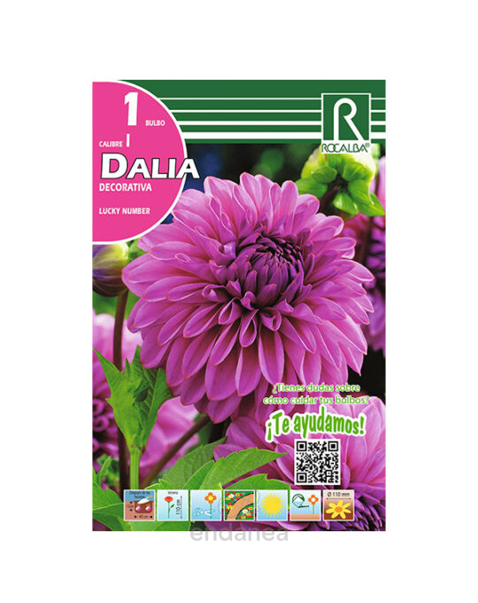 bulbo-dalia-decorativa-lucky-number-de-rocalba