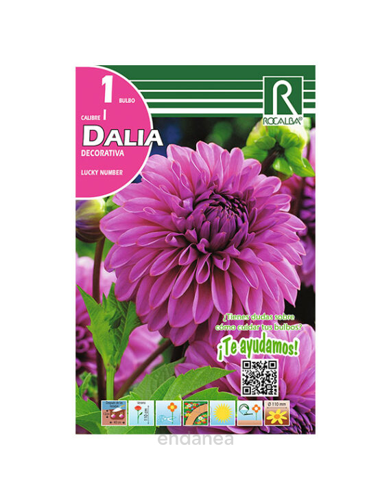 Bulbo Dalia Decorativa Lucky Number Rocalba