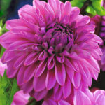 Bulbo Dalia Decorativa Lucky Number Rocalba