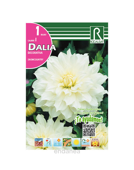 Bulbo Dalia Decorativa Snowcountry de Rocalba