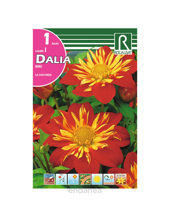 Bulbo Dalia Mini La Gioconda de Rocalba