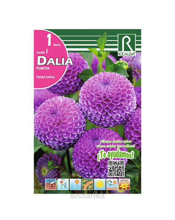 Bulbo Dalia Pompón Franz Kafka