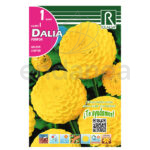 Bulbo Dalia Pompón Golden Scepter