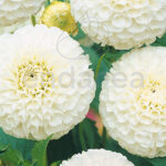 Bulbo Dalia Pompón Snowflake