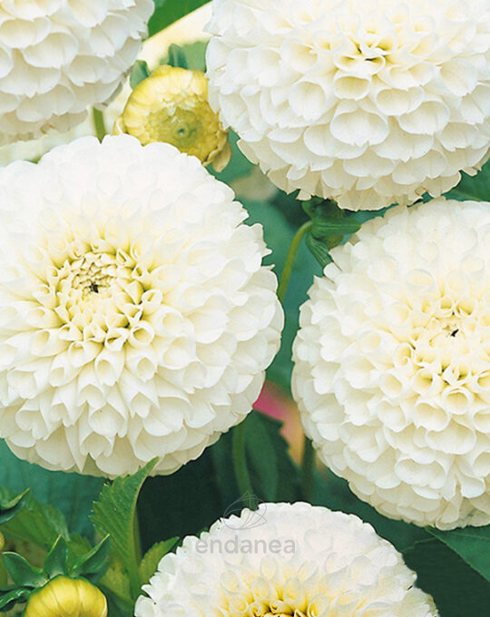 bulbo-dalia-pompon-snowflake-flor