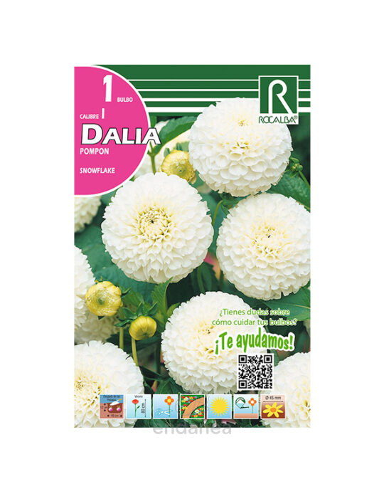 bulbo-dalia-pompon-snowflake-rocalba