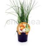 Cebolla Babosa ECO Planta