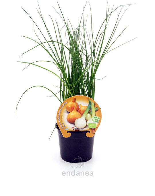 cebolla-babosa-eco-m-105mm-fitoralia