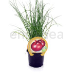 Cebolla Figueras ECO Planta