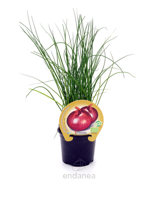 cebolla-figueras-eco-m-105mm-fitoralia