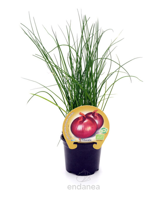 Cebolla Figueras ECO Planta