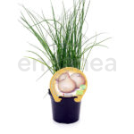 Cebolla Dulce de Fuentes ECO Planta