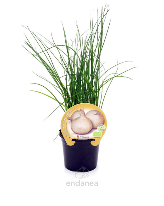 Cebolla Dulce de Fuentes ECO Planta