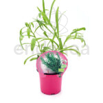 Estragón ECO Planta