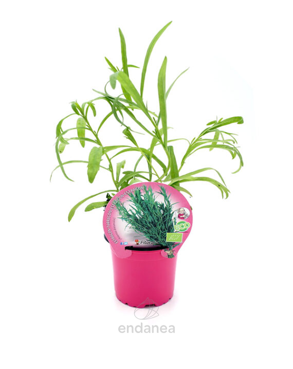 Estragón ECO Planta