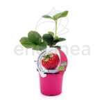 Fresa Framberry ECO Planta