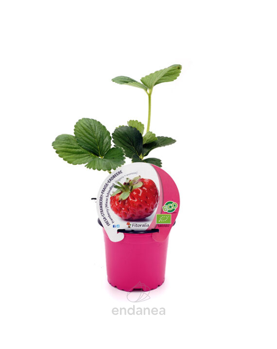 Fresa Framberry ECO Planta