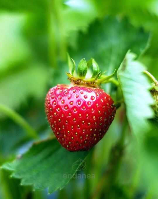 fresa-framberry-eco-m-105mm-fitoralia-fruto