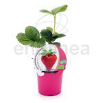 Fresa San Andreas ECO Maceta 10,5cm Ø Fitoralia