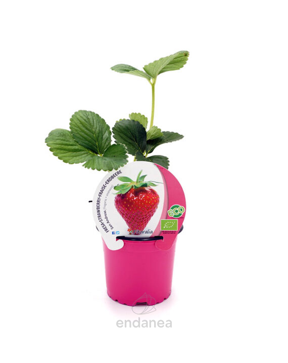 Fresa San Andreas ECO Maceta 10,5cm Ø Fitoralia