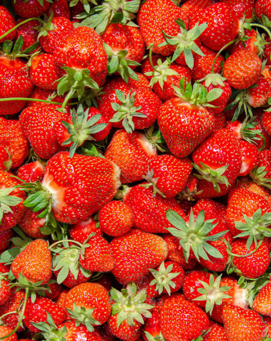 fresa-san-andreas-eco-m-105mm-fitoralia-frutos