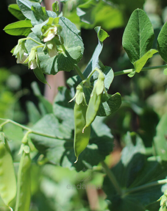 guisante-tirabeques-eco-m-105mm-fitoralia-planta