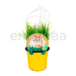 Hierba para Gatos ECO Fitoralia maceta 13 cm Ø