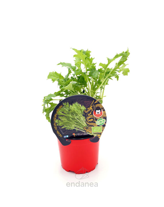 Mizuna ECO Planta