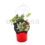 Mostaza ECO Planta