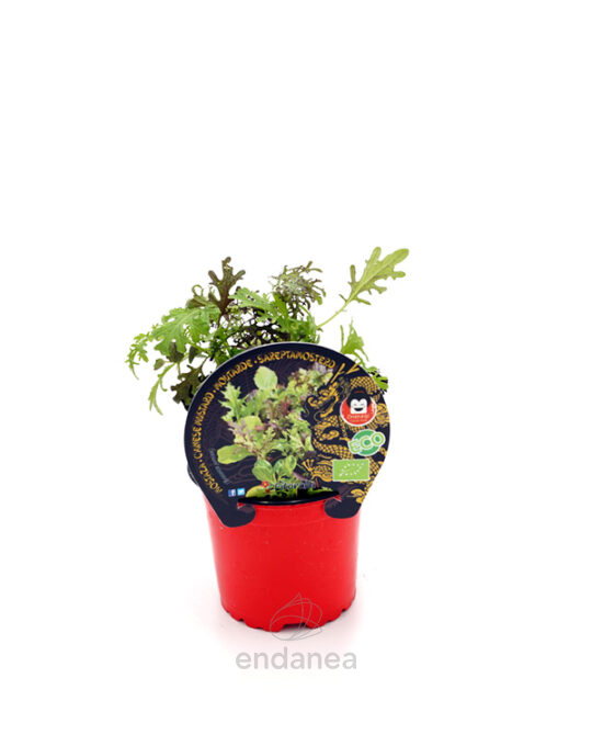 mostaza-eco-m105mm-planta