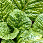 Mostaza ECO Planta