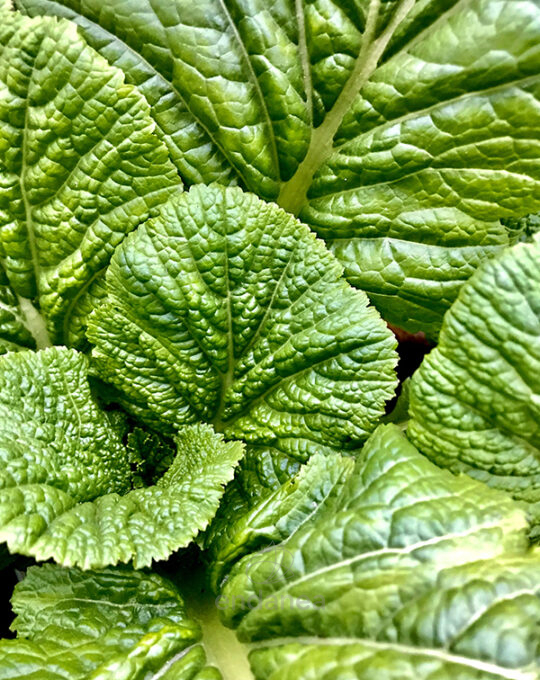 mostaza-eco-m105mm-planta-hojas
