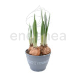 Bulbo Narciso Narcissus