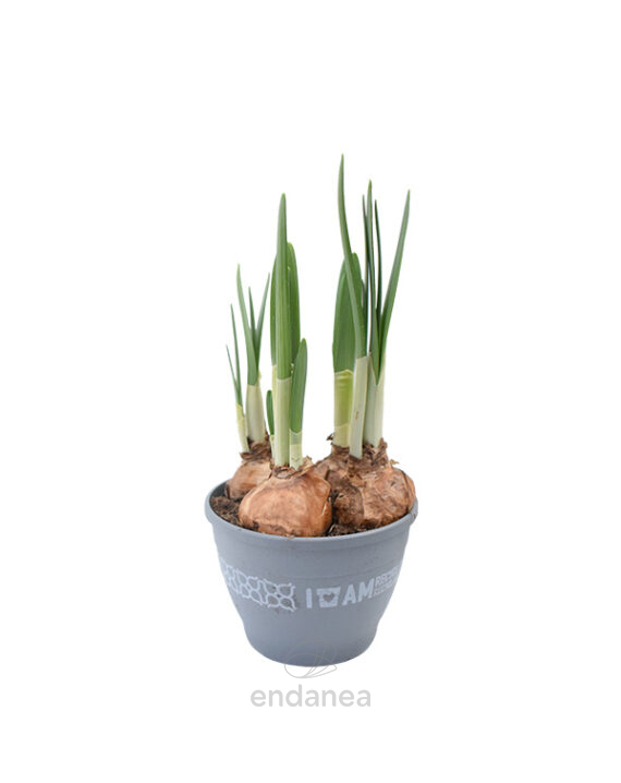 Bulbo Narciso Narcissus